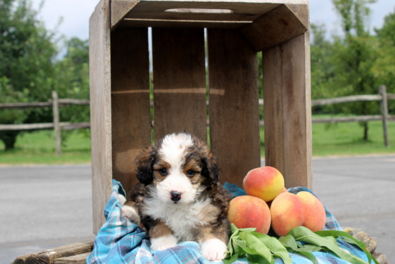 puppy, for, sale, Mini Bernedoodle F2, Matthew B. Stoltzfus, dog, breeder, Gap, PA, dog-breeder, puppy-for-sale, forsale, nearby, find, puppyfind, locator, puppylocator, aca